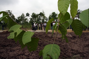 SIME DARBY AND AROC MALAYSIA - ALFA ROMEO CENTENARY - "100 TREES FOR 100 YEARS"